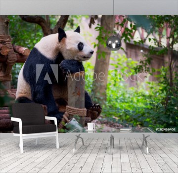 Picture of Giant panda sitting on wood and looking far ahead